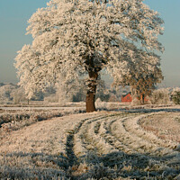 Buy canvas prints of Snow covered Tree by Jon Saiss