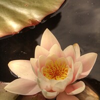 Buy canvas prints of Water Lily by Jon Saiss