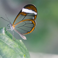 Buy canvas prints of Glasswinged Butterfly by Junwei Chu