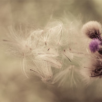 Buy canvas prints of Thistle Seeds Leaving Home by Junwei Chu