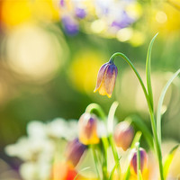 Buy canvas prints of Spring has arrived! by Junwei Chu