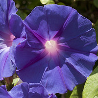 Buy canvas prints of Purple morning glory by James Woodward