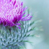 Buy canvas prints of Thistle by Ben Shirley