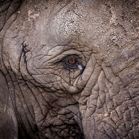 Buy canvas prints of Eye of the Elephant by Ben Shirley