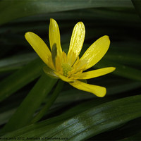 Buy canvas prints of Beautiful Buttercup by Mandie Jarvis
