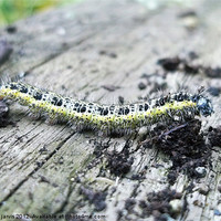 Buy canvas prints of Caterpillar Crawling by Mandie Jarvis