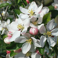 Buy canvas prints of Apple Blossom Delight by Mandie Jarvis