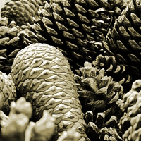 Buy canvas prints of  Pinecones by Patrick Noble