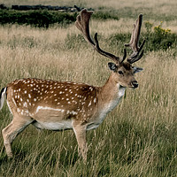 Buy canvas prints of Deer by Philip Carr