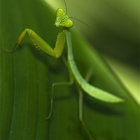 Buy canvas prints of Green Praying Mantis by Zoe Ferrie