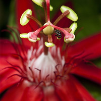 Buy canvas prints of Bee collecting pollen on a Passiflora flower by Zoe Ferrie