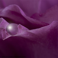 Buy canvas prints of Waterdrop on a rose petal by Zoe Ferrie