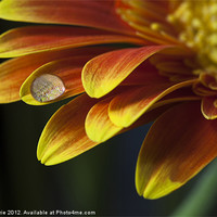 Buy canvas prints of Waterdop on a Gerbera Daisy petal by Zoe Ferrie