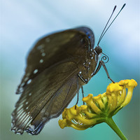 Buy canvas prints of Butterfly on a Flower by Zoe Ferrie