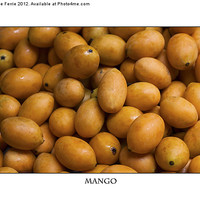 Buy canvas prints of Market Mangoes against white background by Zoe Ferrie