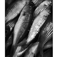 Buy canvas prints of Fresh fish at the Market by Zoe Ferrie