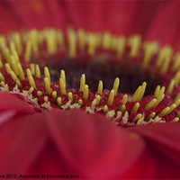 Buy canvas prints of Stamens on a Pink Gerbera Daisy by Zoe Ferrie