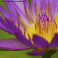 Buy canvas prints of Water Lily by Zoe Ferrie