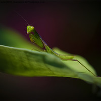 Buy canvas prints of Praying Mantis by Zoe Ferrie