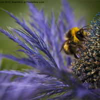 Buy canvas prints of Busy Bee! by Zoe Ferrie