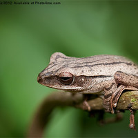Buy canvas prints of Malaysia Frog by Zoe Ferrie
