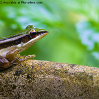 Buy canvas prints of Common Greenback frog by Zoe Ferrie