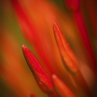 Buy canvas prints of Abstract Macro photograph of the buds on an Ixora  by Zoe Ferrie