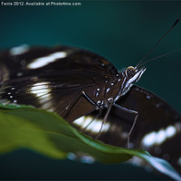 Buy canvas prints of Macro photograph of a Resting Butterfly by Zoe Ferrie