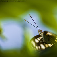 Buy canvas prints of Butterfly through a leaf by Zoe Ferrie