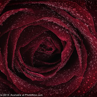 Buy canvas prints of Red Rose by Zoe Ferrie