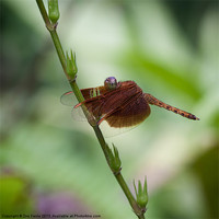 Buy canvas prints of Macro photograph of a Dragonfly by Zoe Ferrie