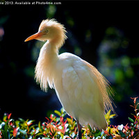 Buy canvas prints of Egret with back lighting by Zoe Ferrie