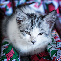 Buy canvas prints of Firecracker Kitten by Zoe Ferrie