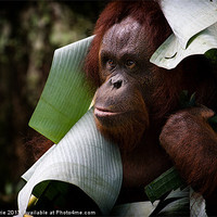 Buy canvas prints of Orangutan by Zoe Ferrie