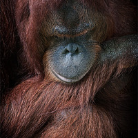 Buy canvas prints of Portrait of an orangutan by Zoe Ferrie