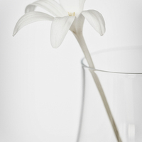 Buy canvas prints of White Flower in a Vase by Zoe Ferrie