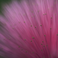 Buy canvas prints of Macro photograph of a Calliandra flower by Zoe Ferrie