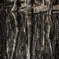 Buy canvas prints of Mirrored Trees by Zoe Ferrie