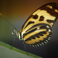 Buy canvas prints of Tiger Longwing butterfly by Zoe Ferrie