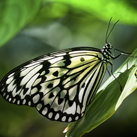 Buy canvas prints of Rice Paper Butterfly by Zoe Ferrie