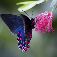 Buy canvas prints of Pink Cattleheart Butterfly by Zoe Ferrie