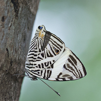 Buy canvas prints of Zebra Mosiac Butterfly by Zoe Ferrie