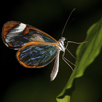Buy canvas prints of Macro photograph of a Glasswinged Butterfly by Zoe Ferrie