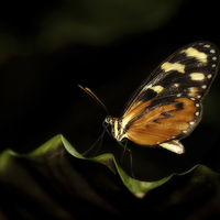 Buy canvas prints of Tiger Monarch Butterfly by Zoe Ferrie