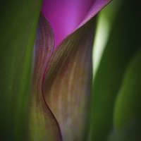 Buy canvas prints of Portrait of a Calla Lily by Zoe Ferrie