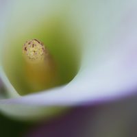Buy canvas prints of Portrait of the stamen of a Calla Lily by Zoe Ferrie