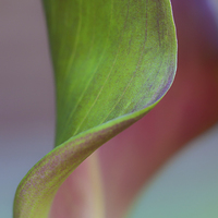 Buy canvas prints of Curves of a Calla Lily by Zoe Ferrie