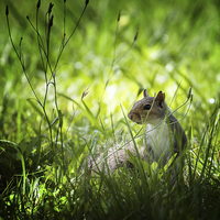 Buy canvas prints of Eastern gray squirrel by Zoe Ferrie