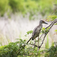 Buy canvas prints of Juvenile Yellow Crowned Night Heron by Zoe Ferrie