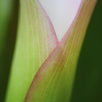 Buy canvas prints of Calla Lily by Zoe Ferrie